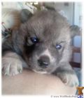 Wolf Dog